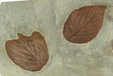 Plate with Three Fossil Leaves (Three Species) - Montana #271057-3